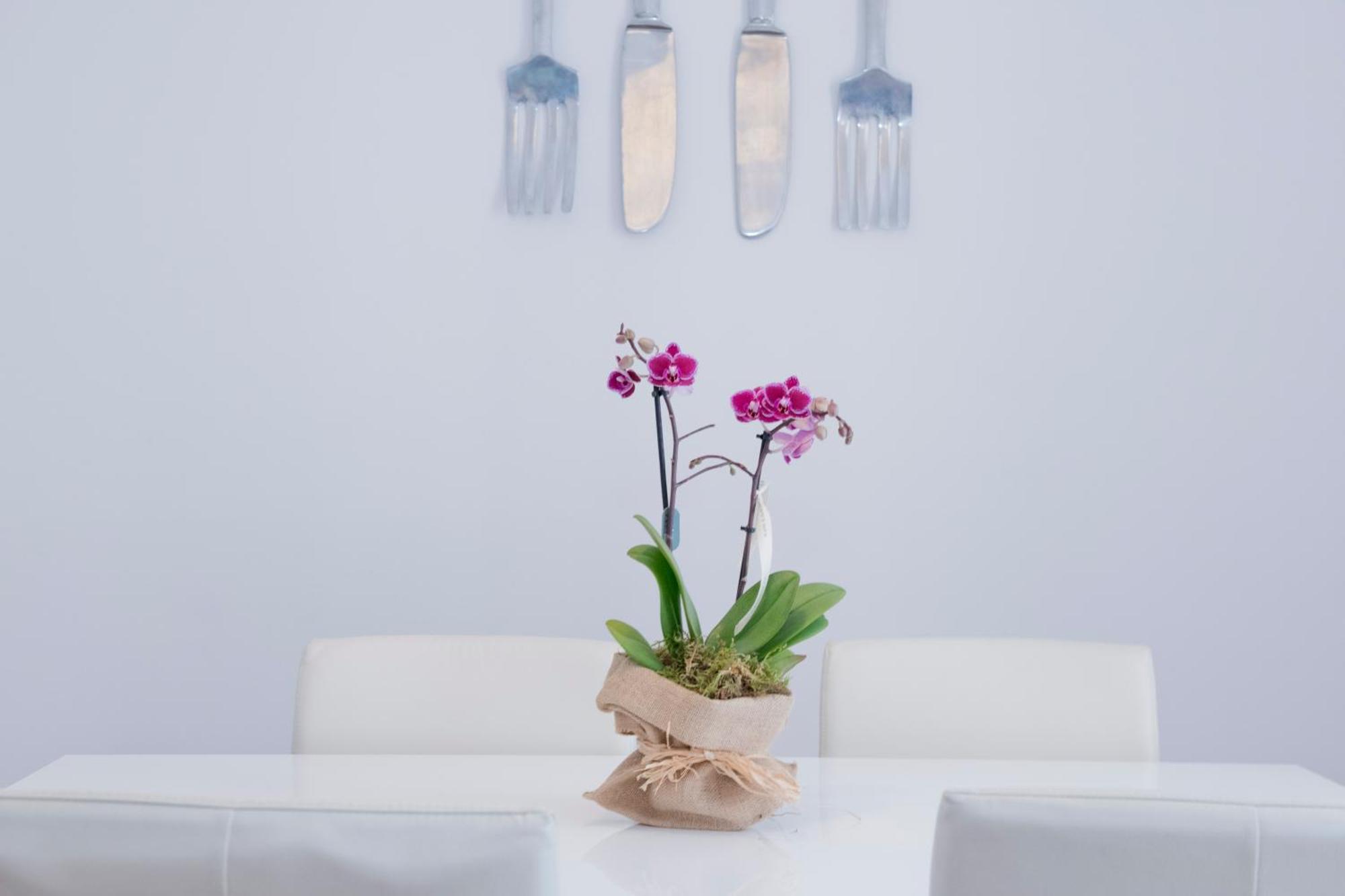 Apartamento Gaudi-Sant Pau Barcelona Eksteriør billede